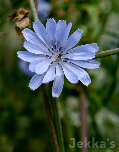 Jekka's: Chicory (Cichorium intybus)