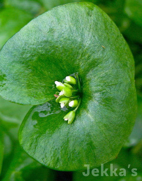 Jekkapedia: Winter Purslane