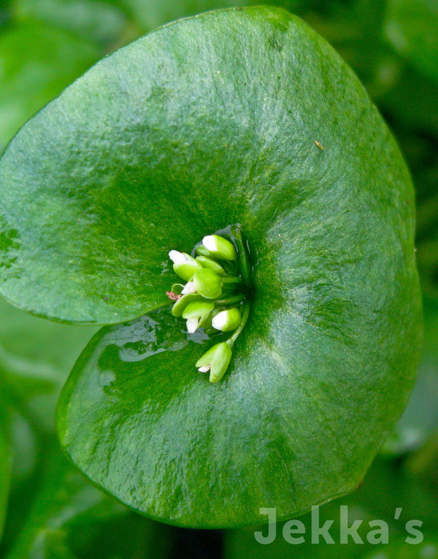 Jekka's: Winter Purslane (Claytonia perfoliata)