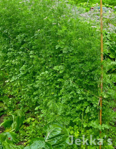 Jekka's: Coriander (Coriandrum sativum)