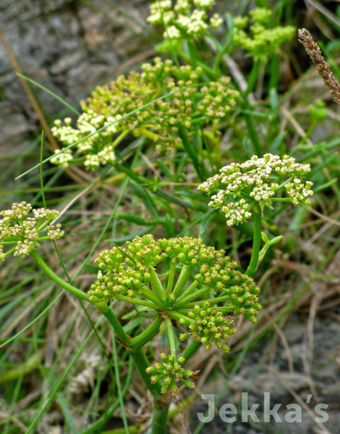 Jekka's: Rock Samphire (Crithmum maritimum)