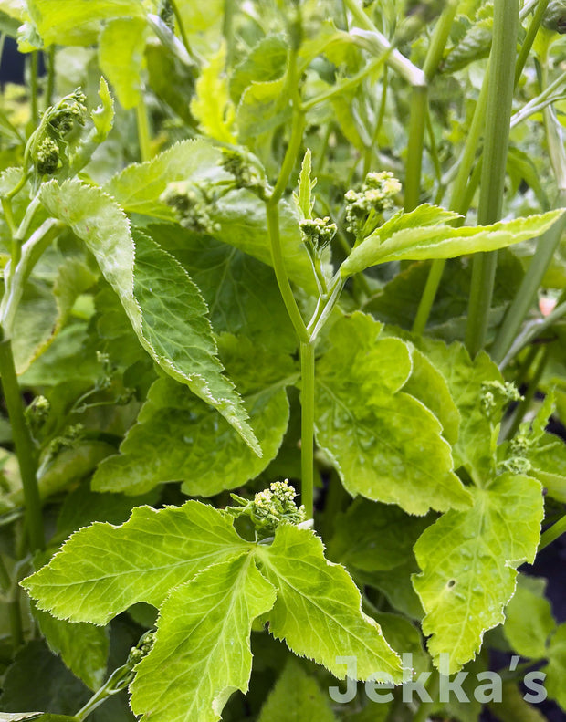 Jekka's: Japanese Parsley (Cryptotaenia japonica)