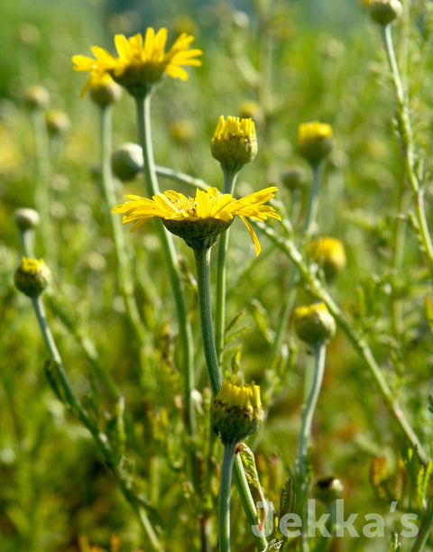 Jekkapedia: Dyers Chamomile