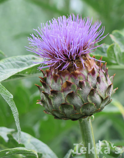 Jekkapedia: Cardoon