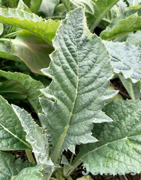 Jekkapedia: Artichoke Violet Globe (Cynara scolymus 'Violet Globe')