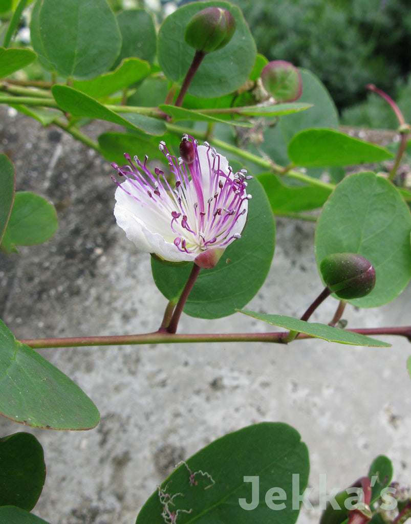 Jekkapedia: Capparis spinosa subsp. rupestris (Caper) – Jekka's