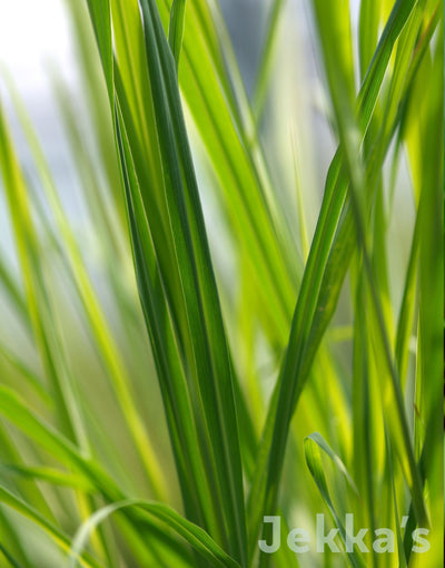 Jekka's: East Indian Lemongrass (Cymbopogon flexuosus)