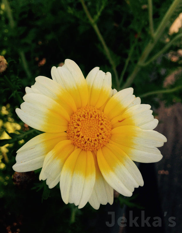Jekka's: Chopsuey Green (Chrysanthemum coronarium)