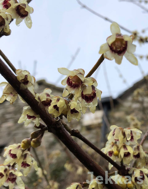 Jekka's: Winter Sweet (Chimonanthus praecox )