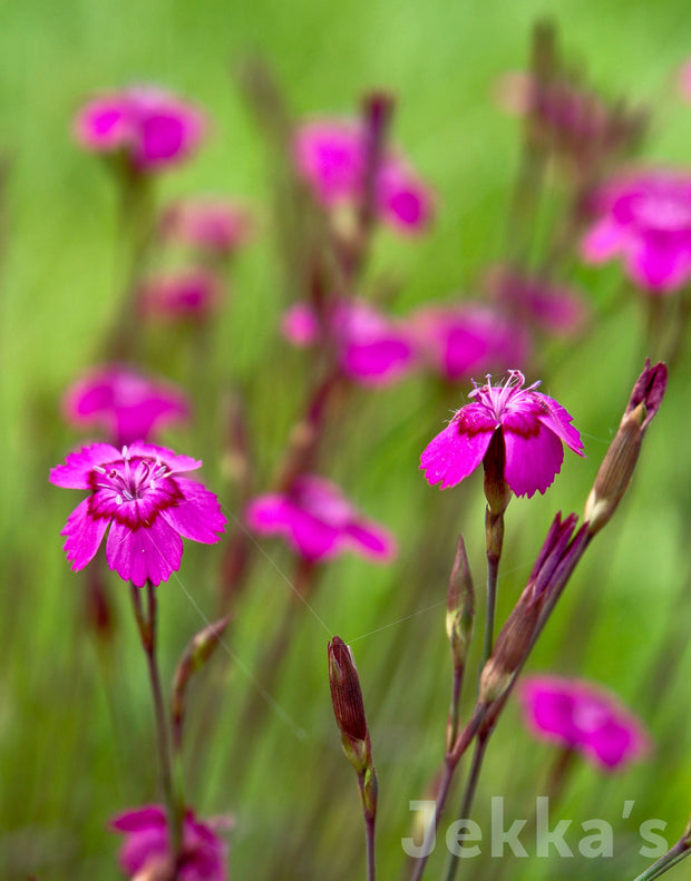 Jekka's: Maiden Pink (Dianthus deltoides AGM)