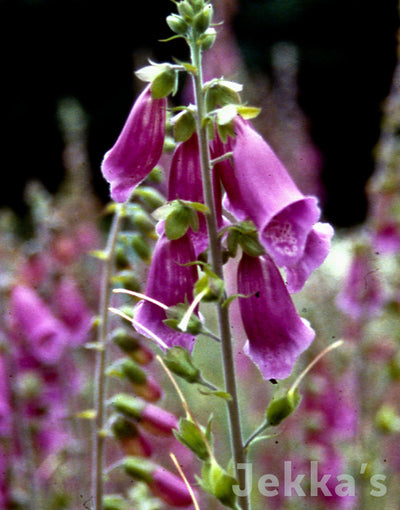 Jekka's: Foxglove (Digitalis purpurea)