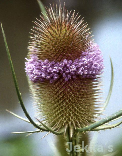 Jekkapedia: Dipsacus fullonum (Fullers Teasel) – Jekka's