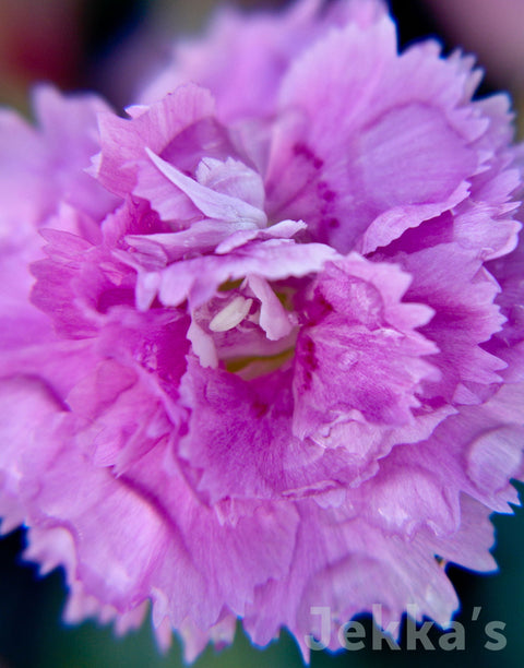 Jekka's: Clove Pink Whatfield Cancan  (Dianthus 'Whatfield Cancan')