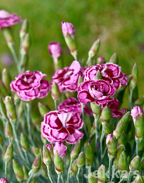 Jekkapedia: Clove Pink Spring Star