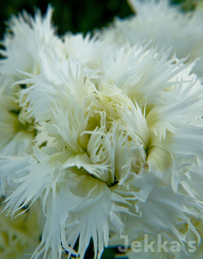 Jekka's: Clove Pink Mrs Sinkins (Dianthus 'Mrs Sinkins')