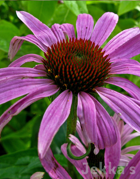 Jekkapedia: Echinacea