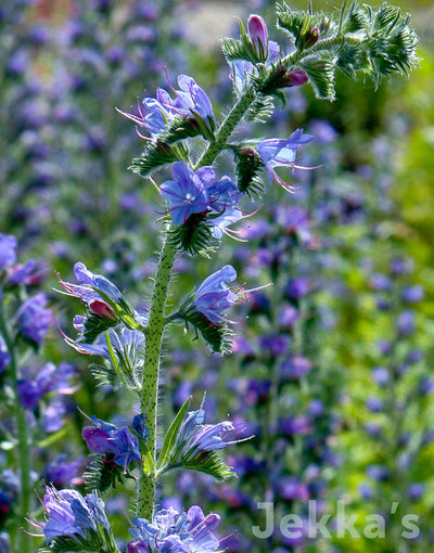 Jekkapedia: Viper’s Bugloss