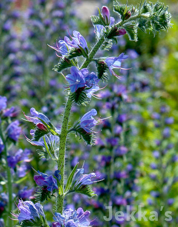 Jekka's: Viper’s Bugloss (Echium vulgare)