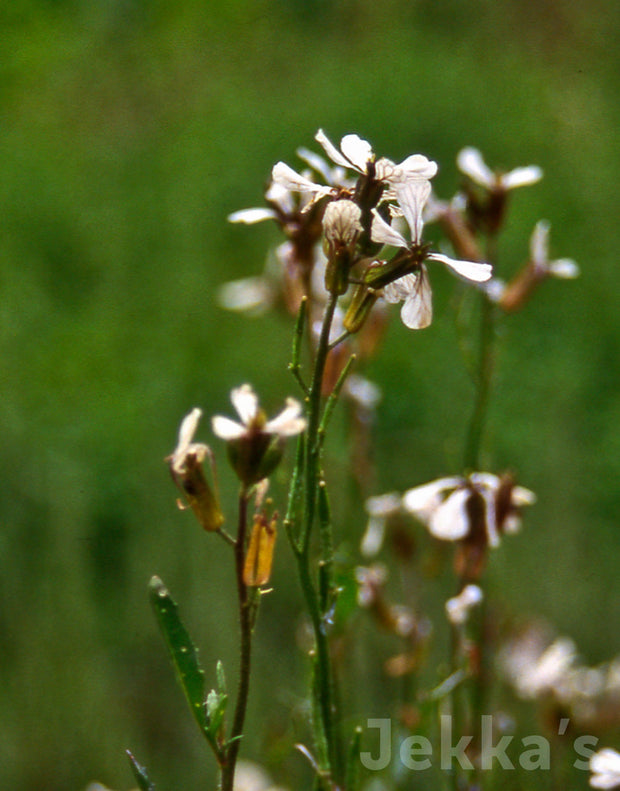 Jekka's: Salad Rocket (Eruca vesicaria subsp. sativa)