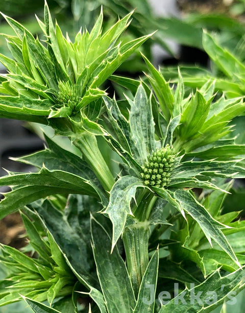 Jekkapedia: Thorny Coriander (Eryngium Foetidum)