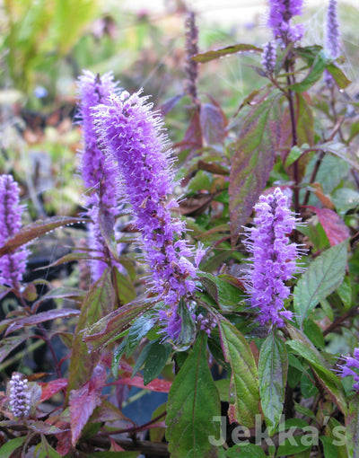 Jekka's: Mint Shrub (Elsholtzia stauntonii)