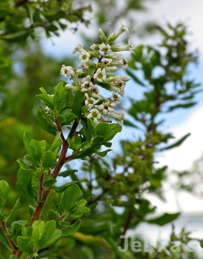 Jekkapedia: Curry Scented Escallonia