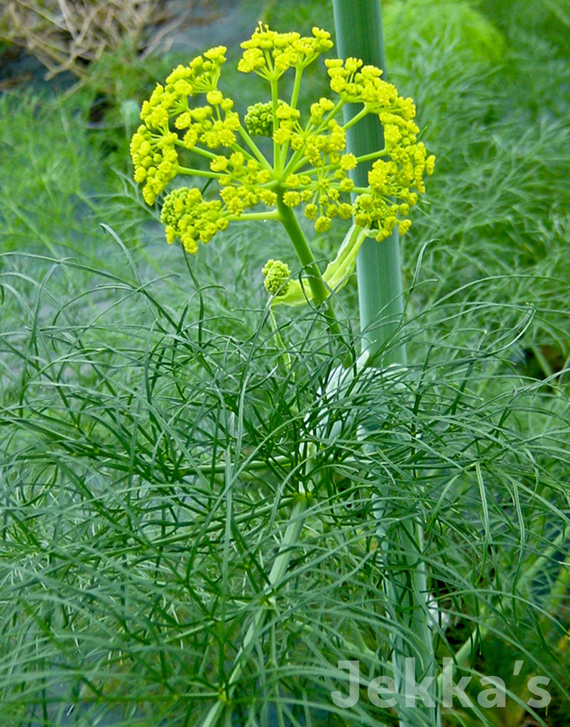 Jekkapedia: Ferula communis (Giant Fennel) – Jekka's