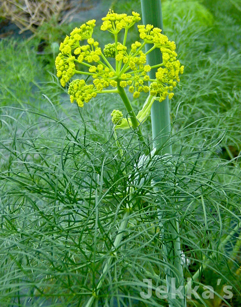 Jekka's: Giant Fennel (Ferula communis)