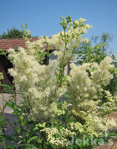 Jekka's: Meadowsweet (Filipendula ulmaria)