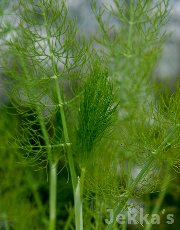 Jekka's: Fennel (Foeniculum vulgare)