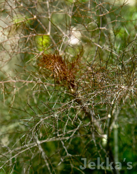 Jekkapedia: Bronze Fennel