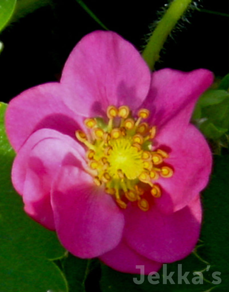 PF12_fde29efe-aac1-4e1e-a3b3-