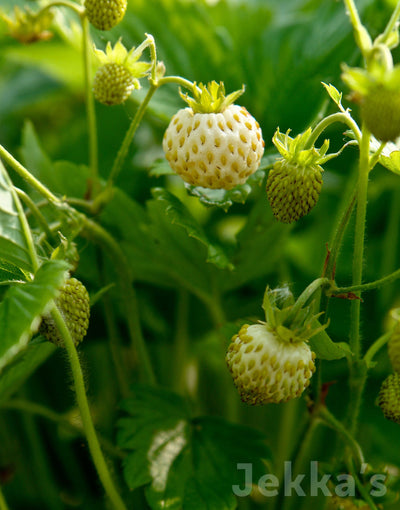 Jekka's: White Fruiting Strawberry (Fragaria vesca 'White Delight')