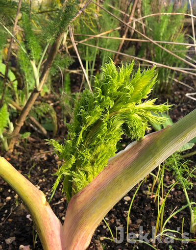 Jekka's: Assa-foetida (Ferula assa-foetida)