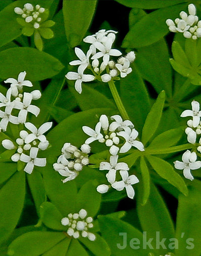 Jekka's: Sweet Woodruff (Galium odoratum)