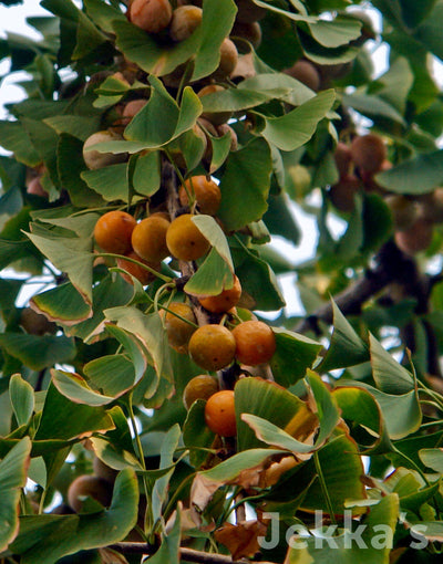 Jekkapedia: Gingko