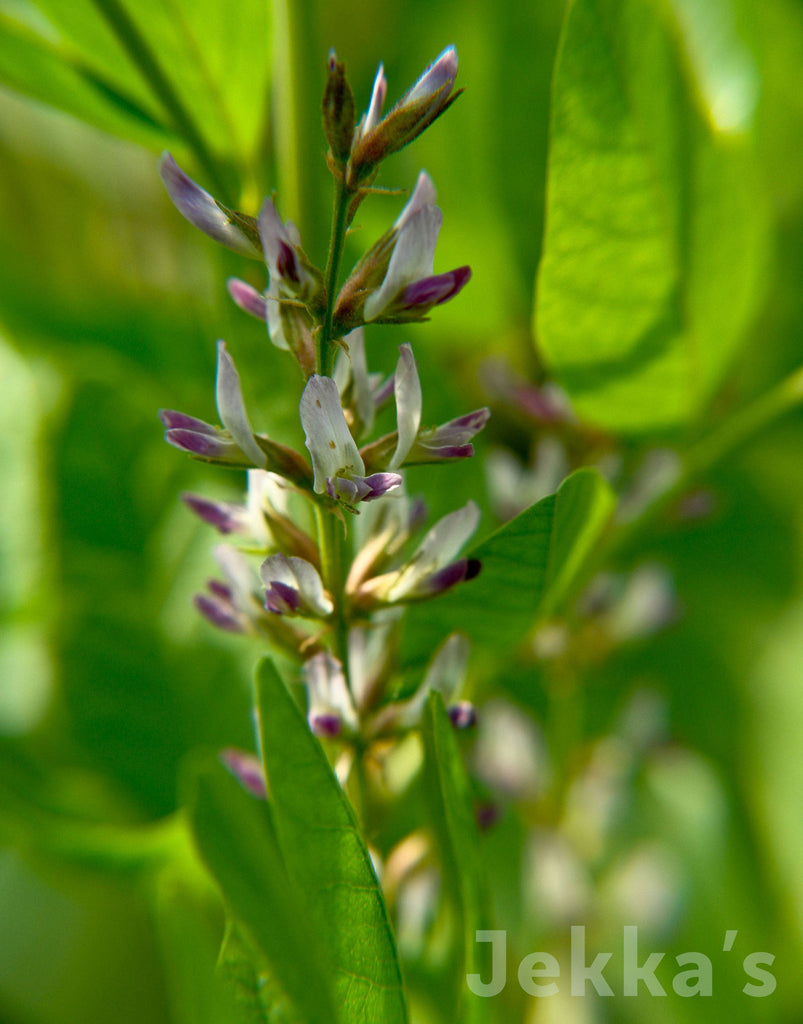 plant with liquorice flavoured seeds Jekkapedia | Glycyrrhiza echinata | Culinary Herbs