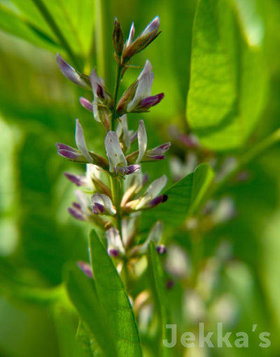 Jekka's: Liquorice (Glycyrrhiza glabra)