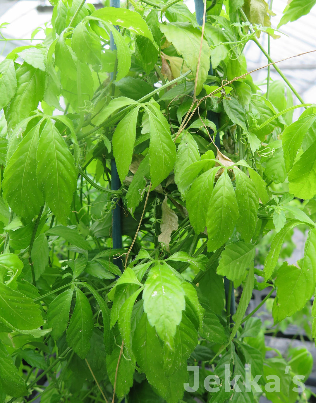 Gynostemma pentaphyllum (Sweet Tea Vine): Plants available to buy. – Jekka's
