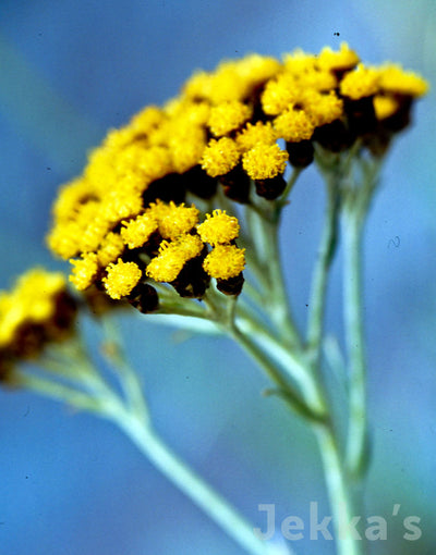 Jekka's: Curry Plant (Helichrysum italicum)