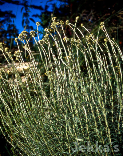 Jekka's: Dartington Curry Plant (Helichrysum italicum 'Dartington')