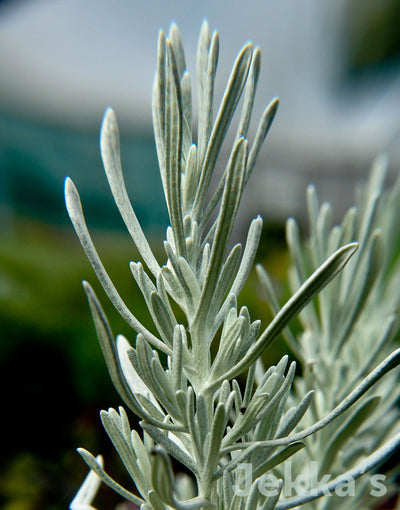 Jekka's: Curry Plant Korma (Helichrysum italicum 'Korma')