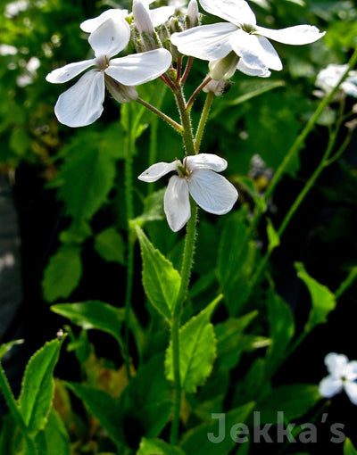 Jekka's: Sweet Rocket (Hesperis matronalis)