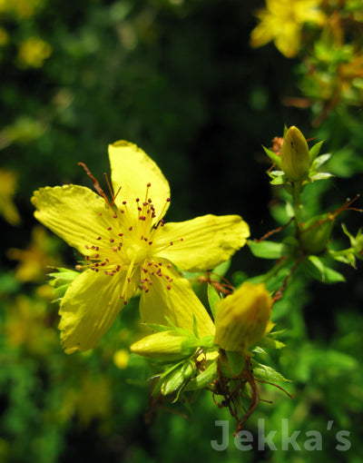 Jekka's: St John's Wort (Hypericum perforatum)