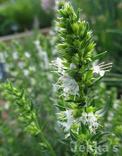 Jekka's: White Hyssop (Hyssopus officinalis f. albus)