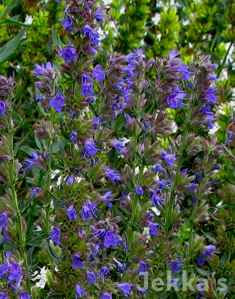 Jekka's: Rock Hyssop (Hyssopus officinalis subsp. aristatus)