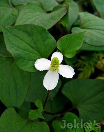 Jekka's: Fish Mint (Houttuynia cordata)