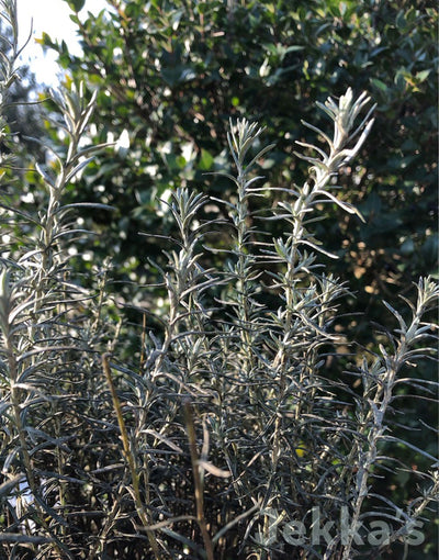 Jekka's: Corsican Curry Plant (Helichrysum italicum 'Corsica')
