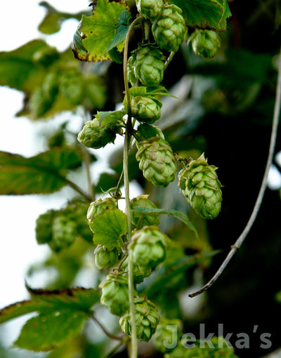 Jekka's: Hops (Humulus lupulus)