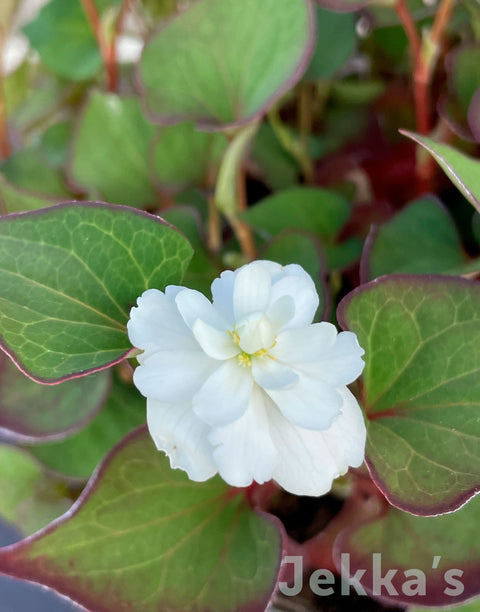 Jekkapedia: Heart-leaved houttuynia 'Flore Pleno' (Houttuynia cordata 'Flore Pleno')